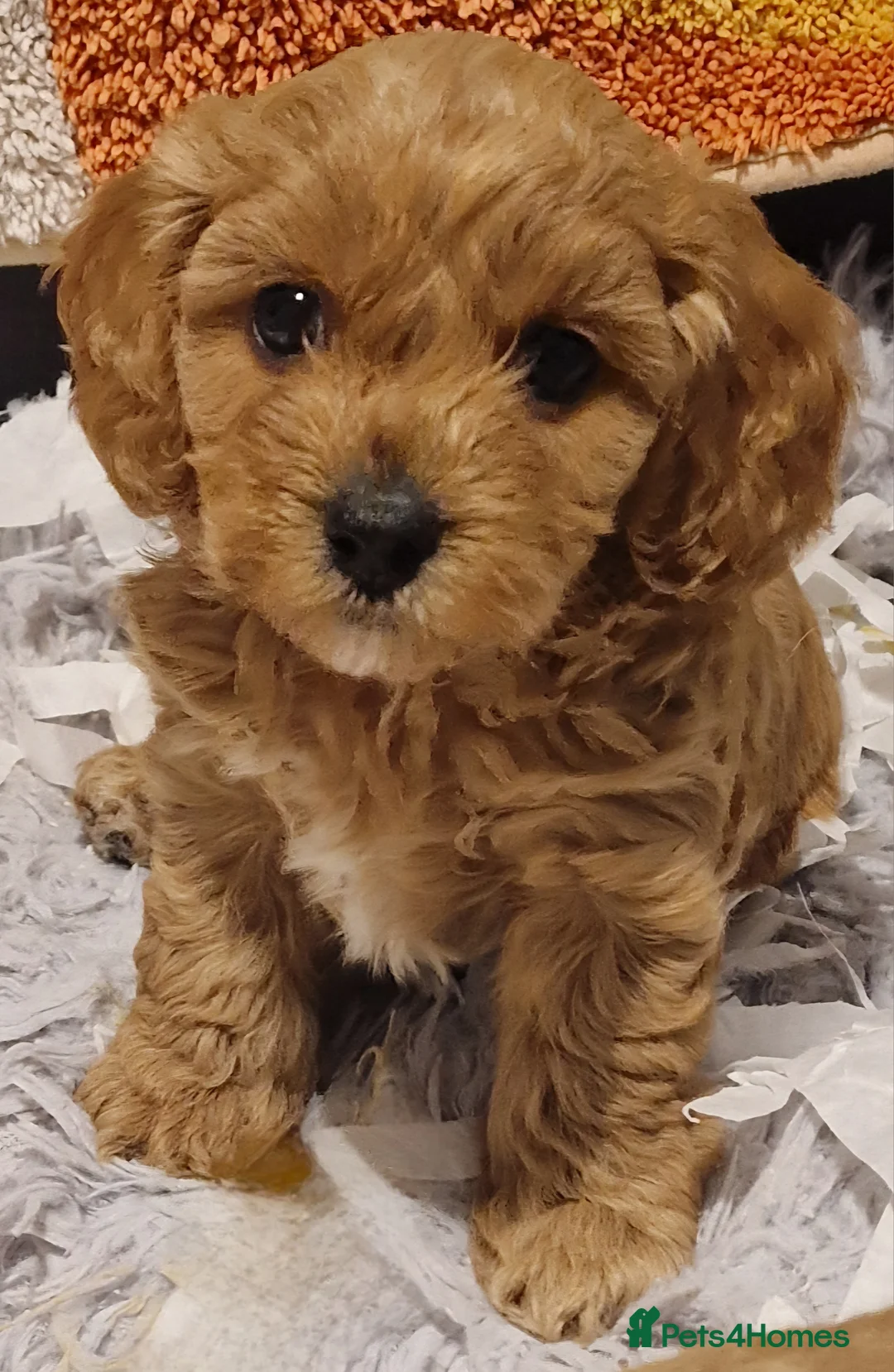 Cavachon dogs for sale: Gorgeous cavapoochons puppies for sale  - Advert 12