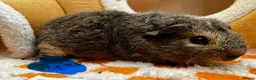 Guinea Pig rodents for sale: Baby Male & Female Guinea Pigs - Advert 2