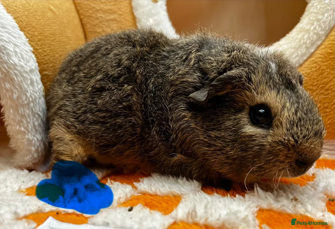 Guinea Pig rodents for sale: Baby Male & Female Guinea Pigs - Advert 2