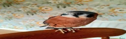 Mixed Breed birds for sale: American kestrel  - Advert 3
