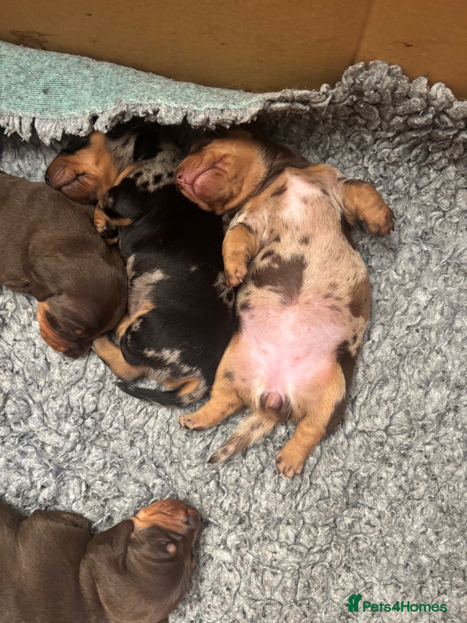 Miniature Dachshund dogs Superb quality KC registered Miniature Dachshunds - Advert 2