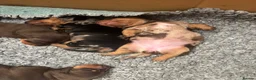 Miniature Dachshund dogs for sale: Superb quality KC registered Miniature Dachshunds - Advert 7