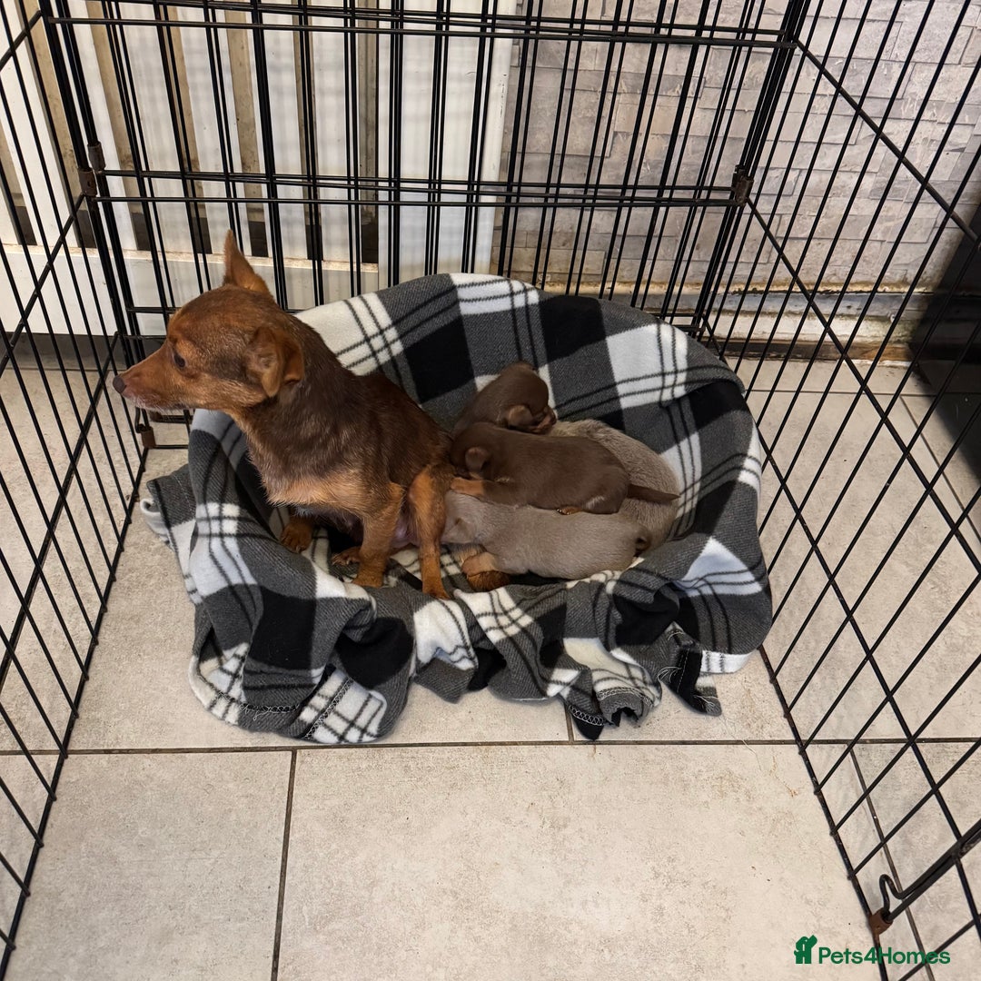 Jack Russell dogs for sale: Stunning miniature jack Russell puppies  - Advert 12