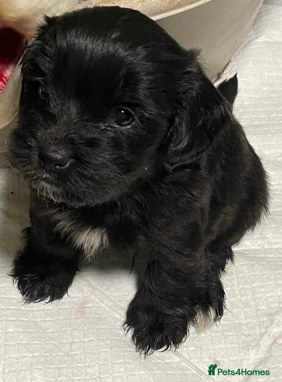 Mixed Breed dogs for sale: Stunning Sproodle x Shih Tzu pups ready 26/1 - Advert 6