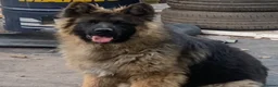 German Shepherd dogs for sale: Selling German shepherd male Hugo  - Advert 4