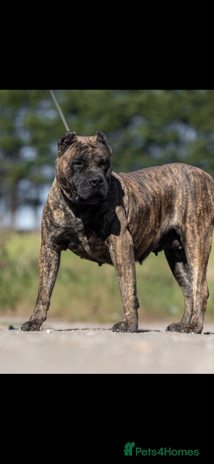 Presa Canario dogs for sale: Presa Canario puppies  - Advert 2