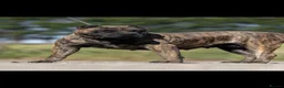 Presa Canario dogs for sale: Presa Canario puppies  in Middlesbrough - Advert 2