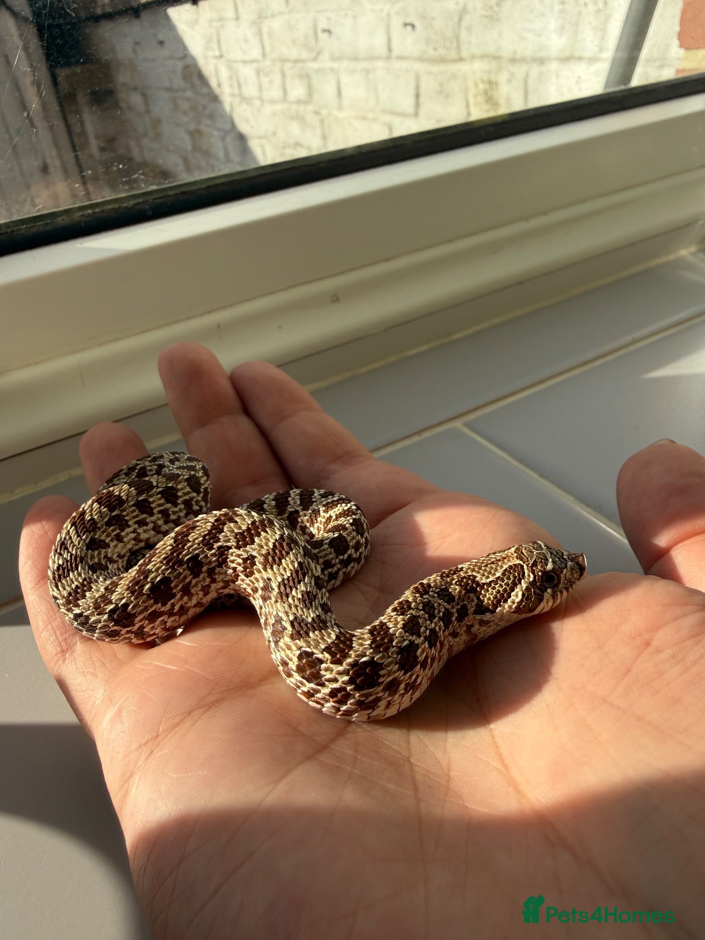 Snake reptiles Young hognose het lavender  - Advert 1