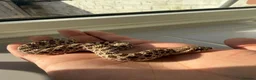 Snake reptiles for sale: Young hognose het lavender  - Advert 1