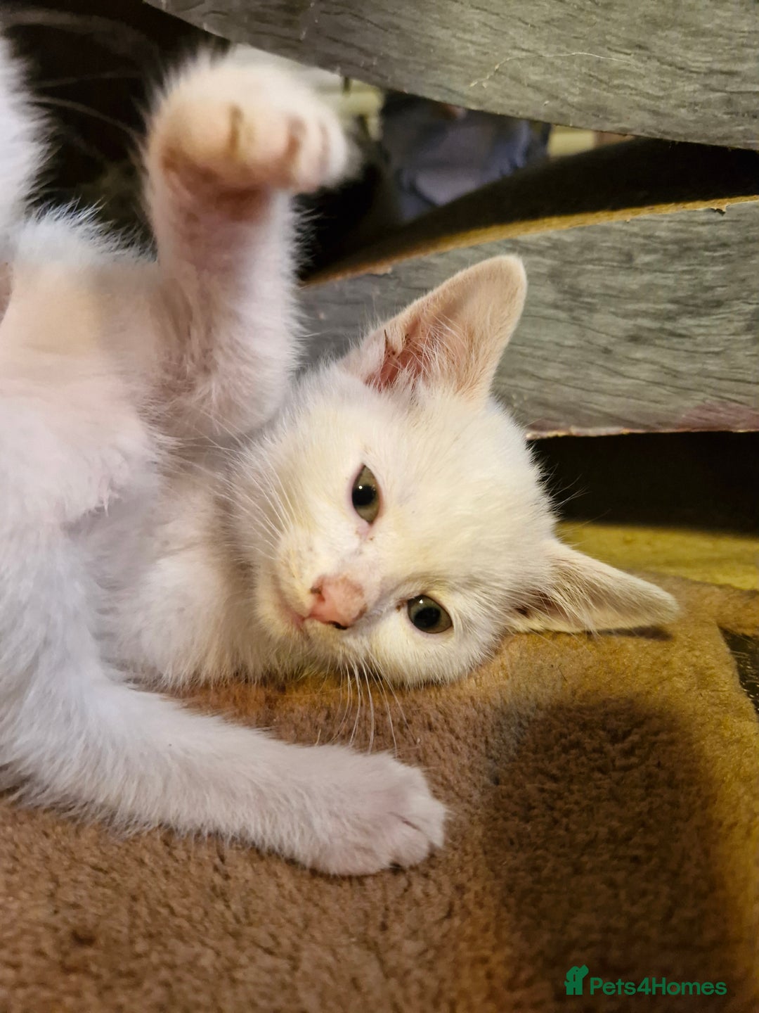 Mixed Breed cats for sale: Beautiful Siamese cross kittens - Advert 5