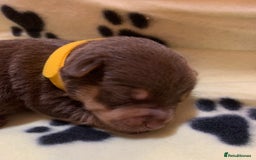 Jack Russell dogs for sale: Jack Russell Puppies  - Image 20