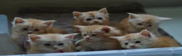 Maine Coon cats for sale: Stunning Red Mainecoon kittens  - Advert 22