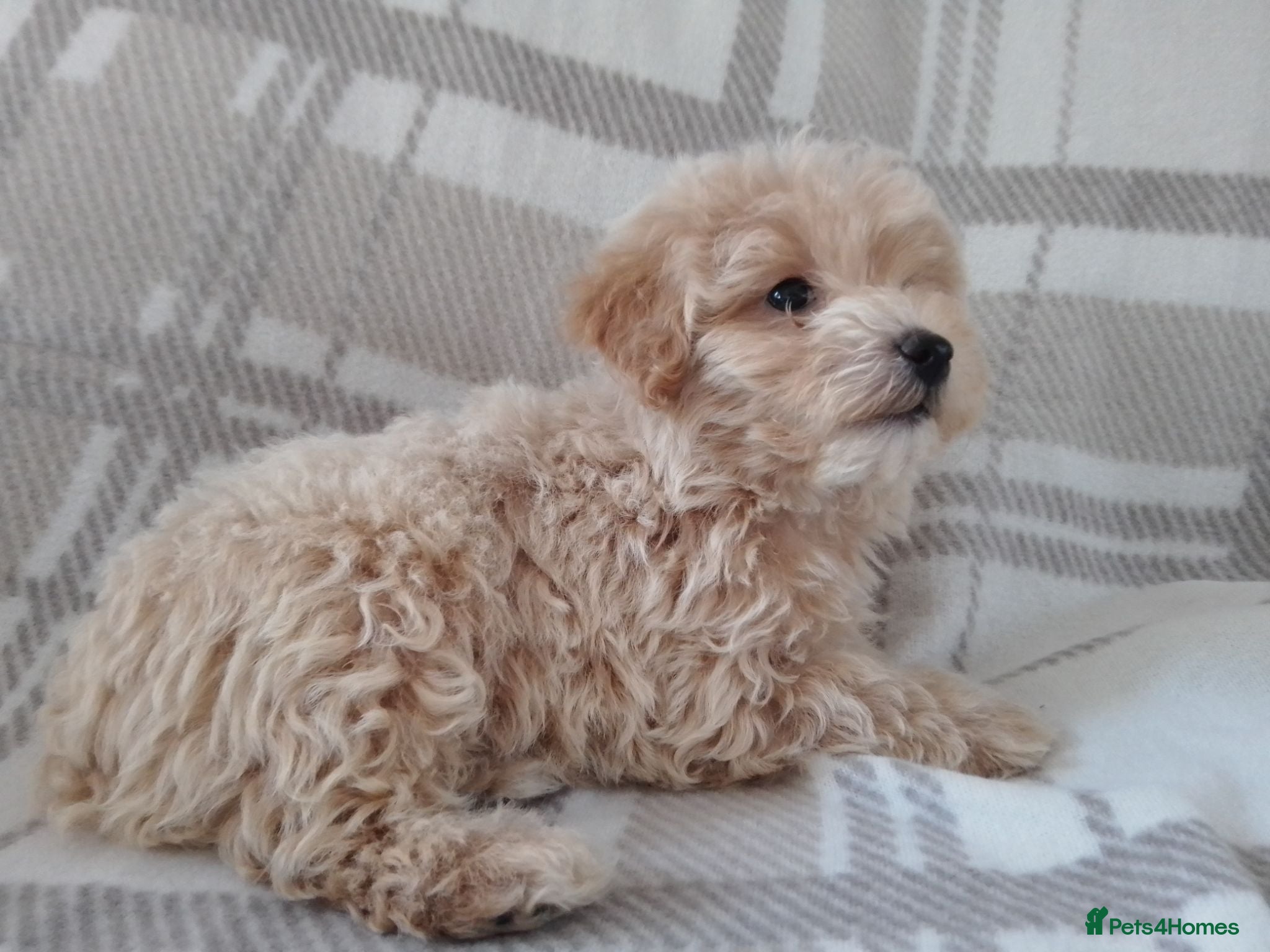 Maltipoo dogs Maltipoo puppies  - Advert 2