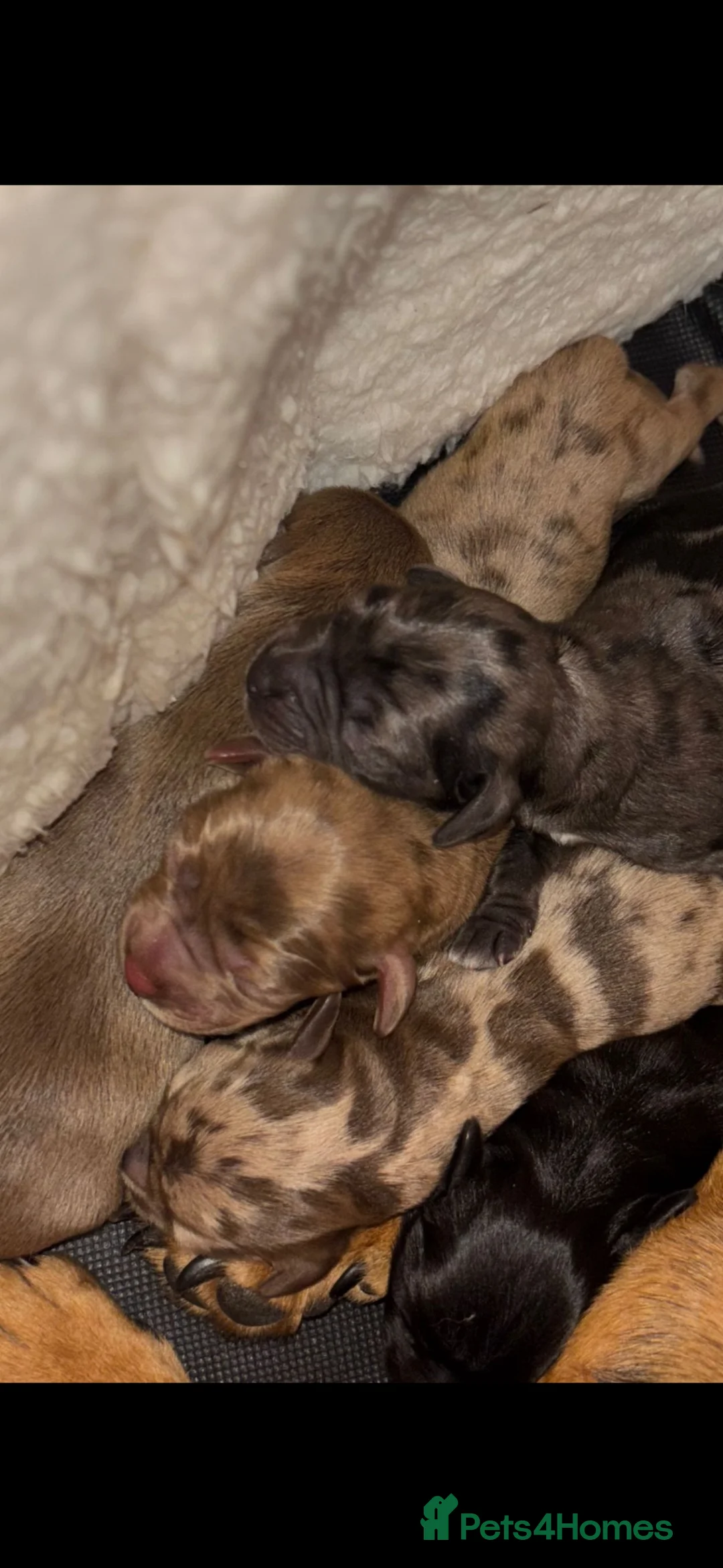 Miniature Dachshund dogs for stud: Dapple Miniature dachshund For Stud  - Advert 3