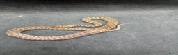 Python Snake reptiles for sale:  Children’s pythons hatchlings 50%het t+.         - Advert 2
