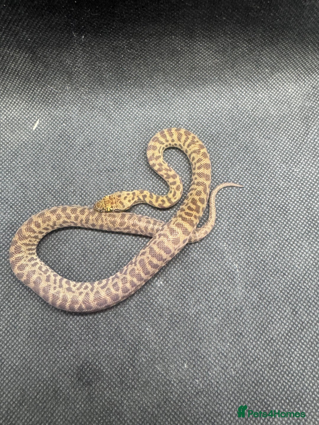 Python Snake reptiles for sale:  Children’s pythons hatchlings 50%het t+.         - Advert 2
