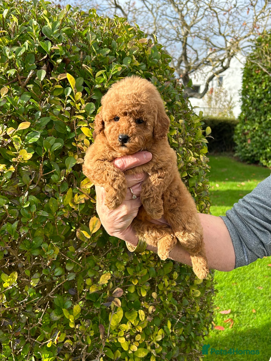 Miniature Poodle dogs for sale: Miniature poodles - Image 20