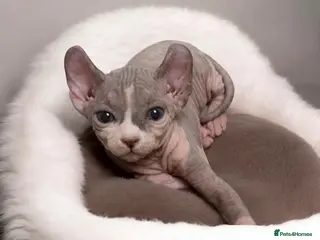 Sphynx cats Elf Kittens - Champion TICA Lines - Advert 4