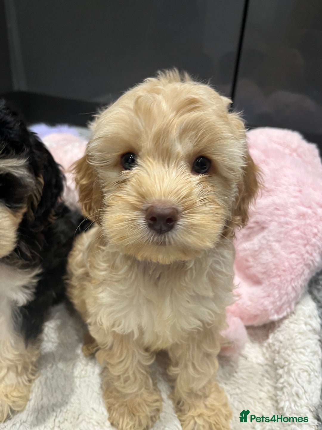 Cockapoo dogs for sale: Beautiful F1 Cockapoo puppies  - Image 21
