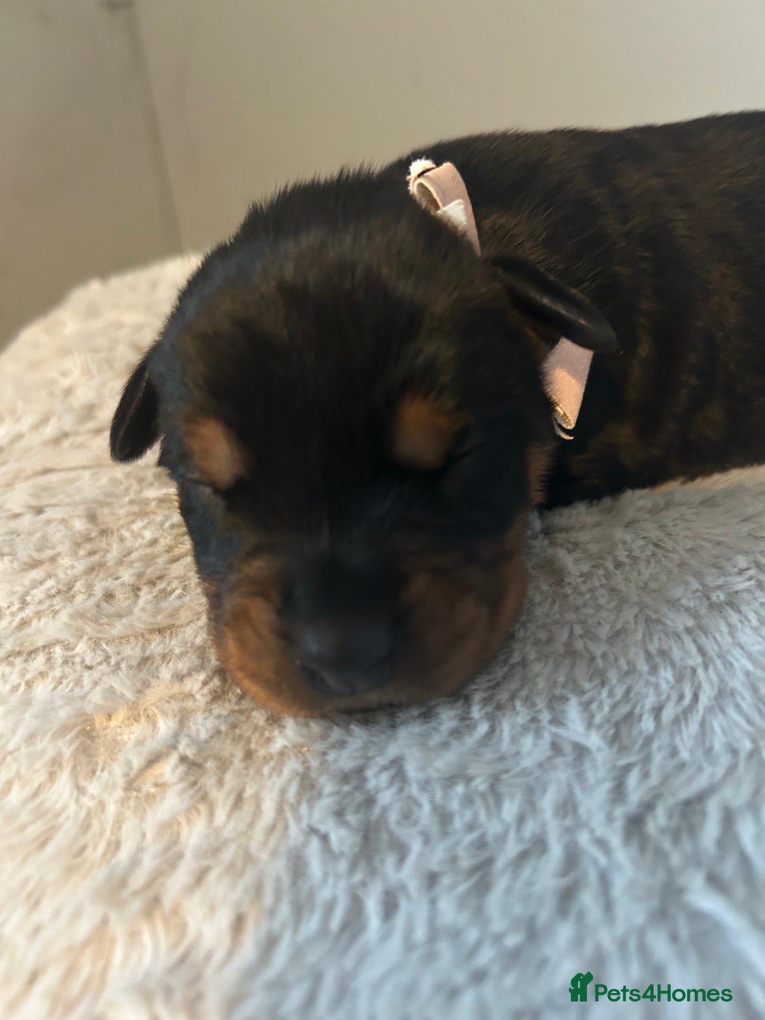 Rottweiler dogs for sale: Ready in 2 weeks bunch of 12 rotwellier puppies  - Advert 2