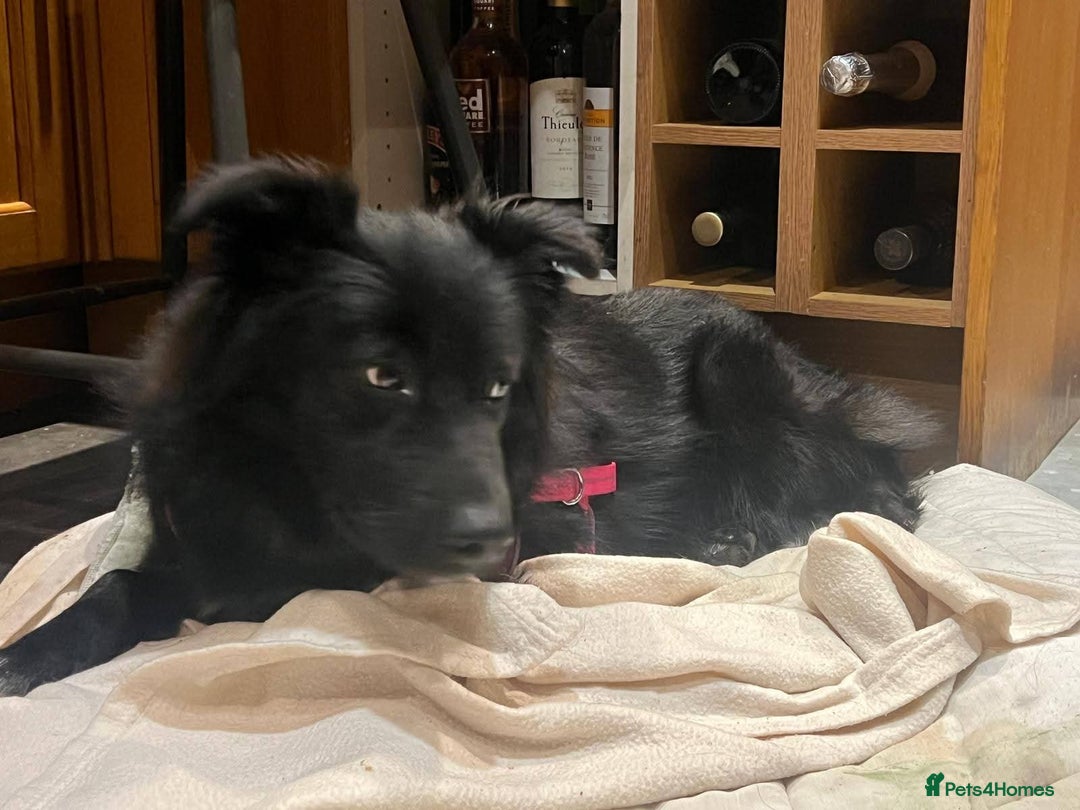 Mixed Breed dogs for adoption: Meet Solana, currently residing in Suffolk - Advert 6