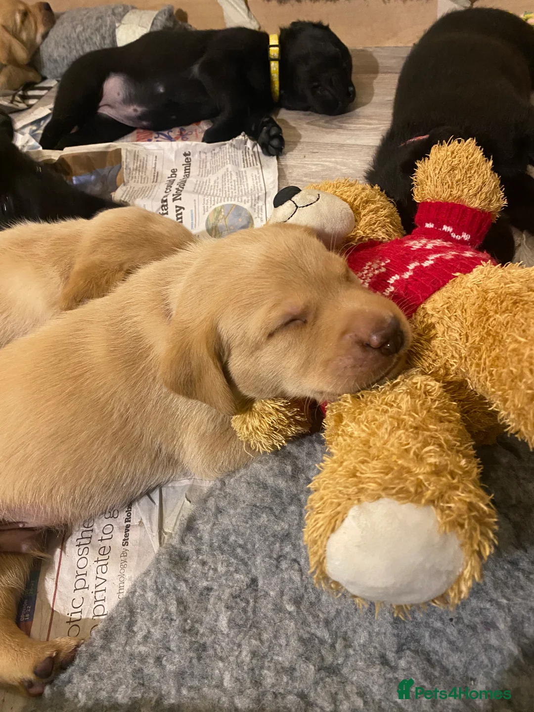 Labrador Retriever dogs for sale: Fully Health Tested KC Registered Labrador Puppy - Advert 5