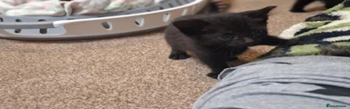 Mixed Breed 1