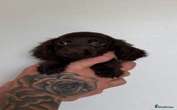 Cocker Spaniel dogs for sale: Working cocker spaniel puppies  - Image 7