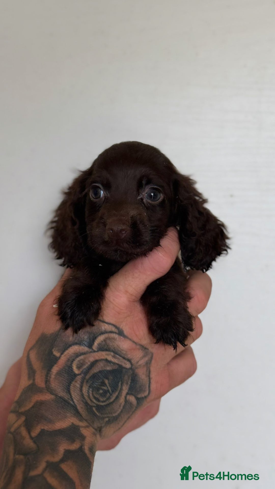 Cocker Spaniel dogs for sale: Working cocker spaniel puppies  - Image 7