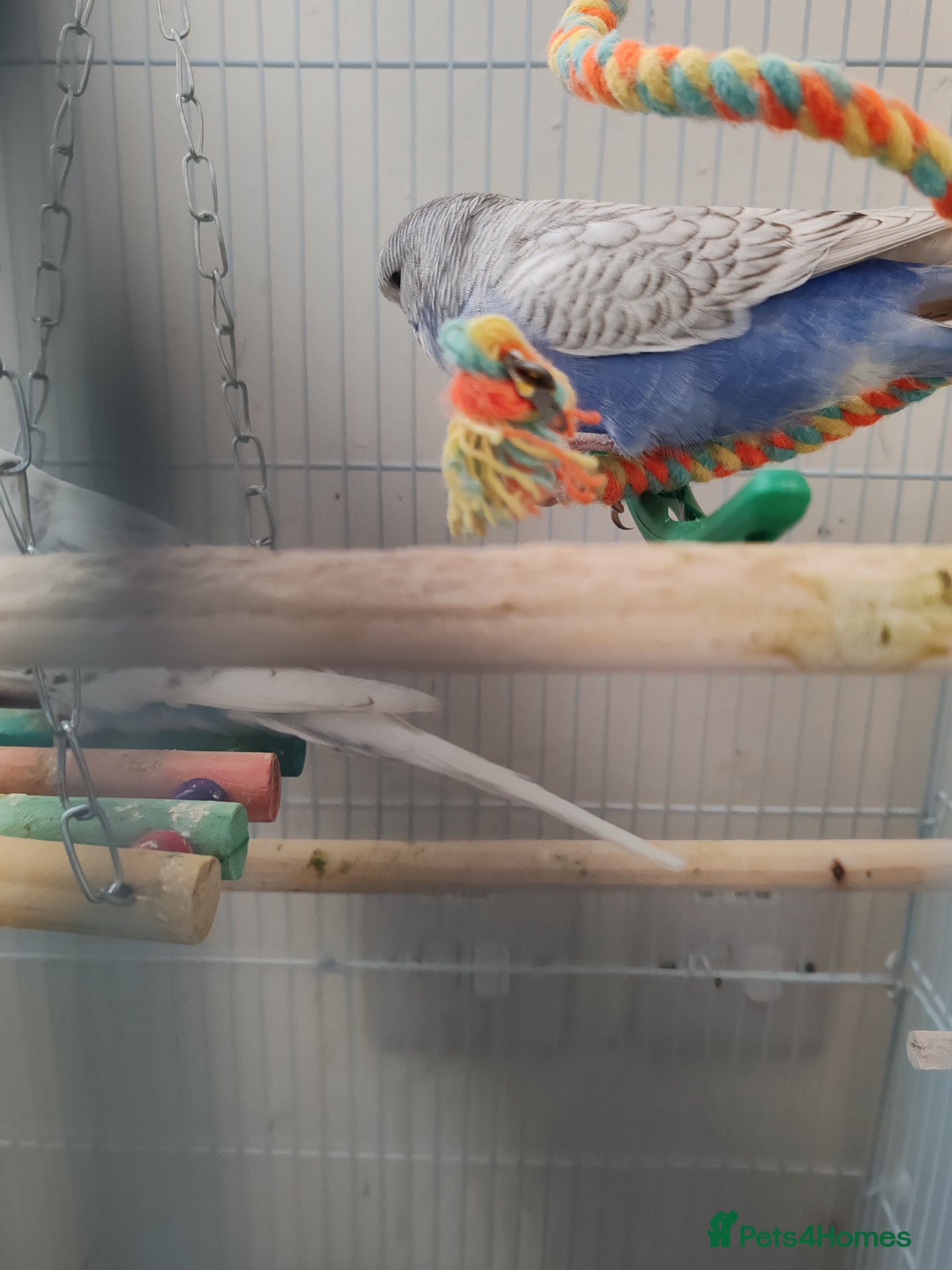 Parrots birds for sale: budgies 2 months and 3 months 1 week  - Advert 8