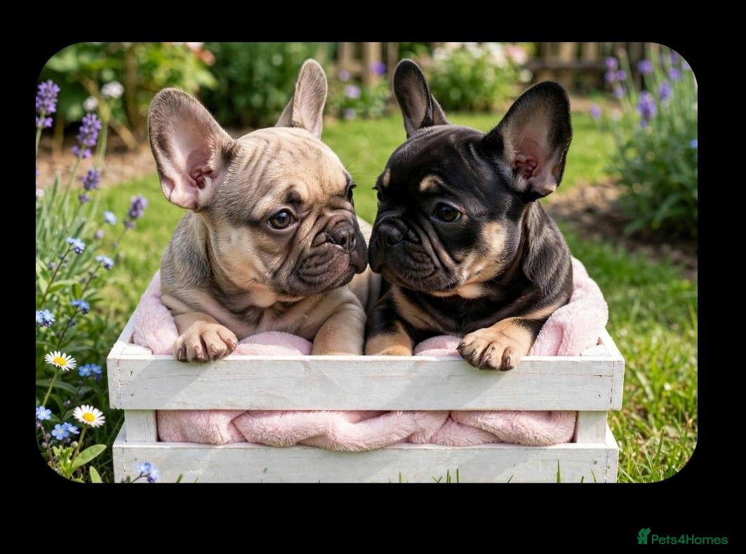 French Bulldog dogs 2 STUNNING FRENCHIES LEFT - Advert 1