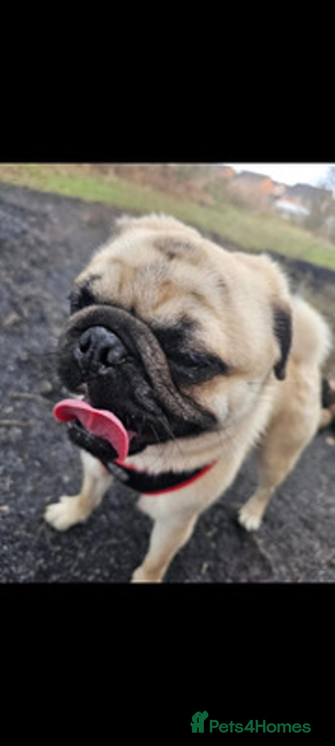 Pug dogs for sale: energetic Pug - Image 1
