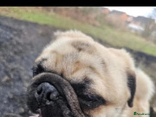 Pug dogs for sale - Advert 1