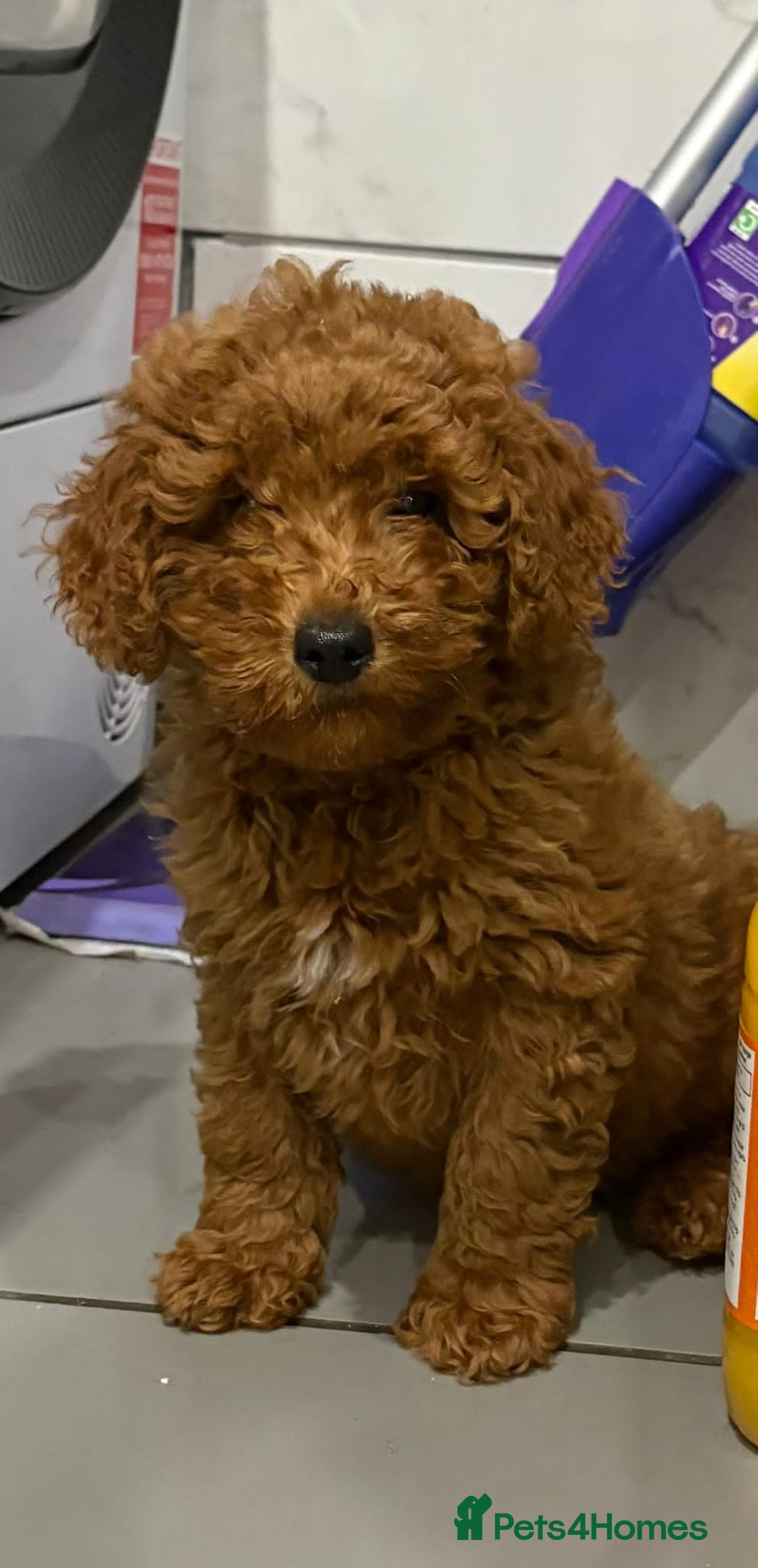 Cockapoo dogs for sale: Beautiful Cockerpoo puppies - Advert 2