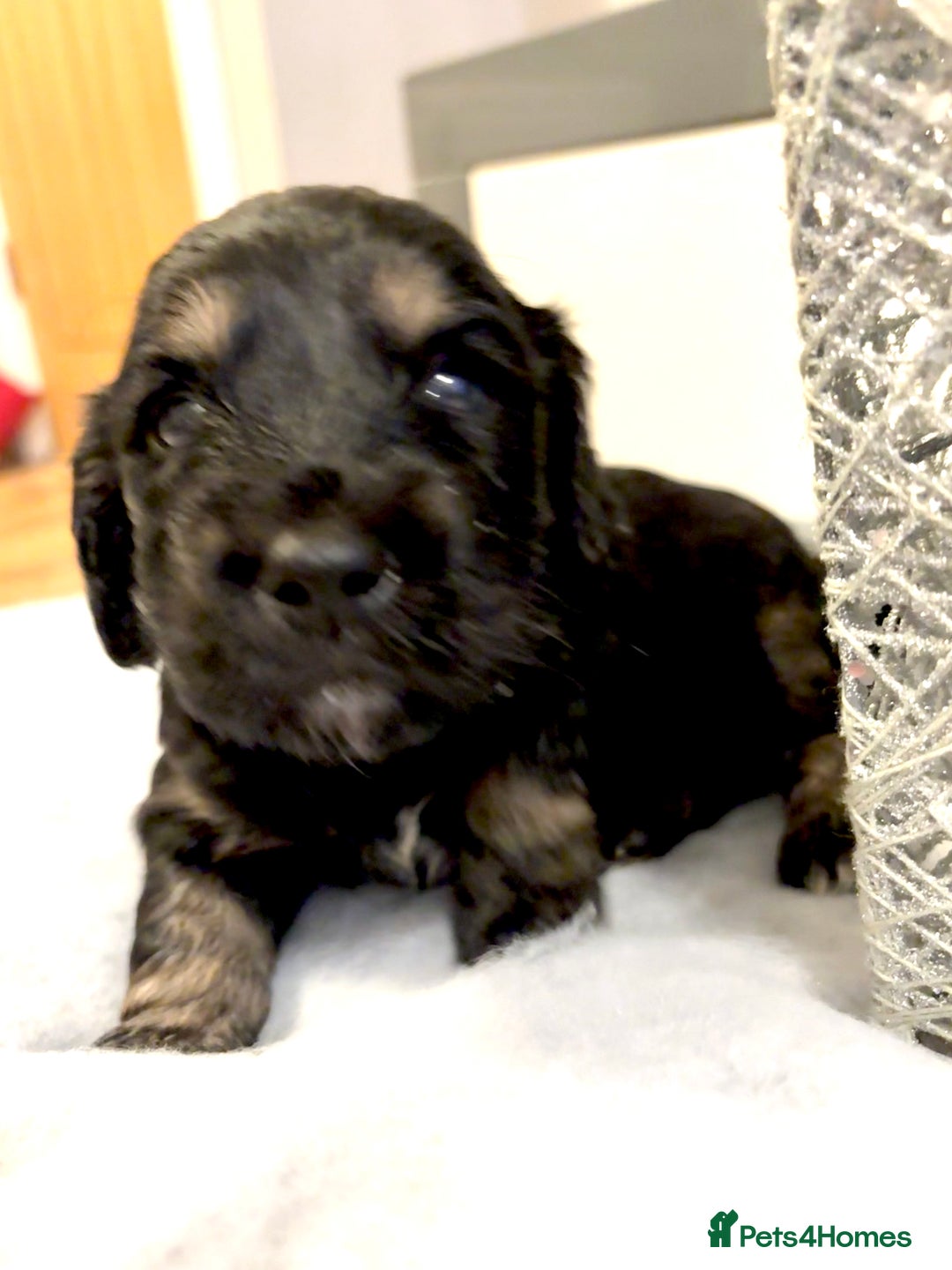 Cockapoo dogs for sale: Beautiful F1b cockapoos  - Advert 2