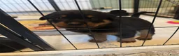 Rottweiler dogs for sale: Beautiful Rottweiler puppies  in Mablethorpe - Advert 21