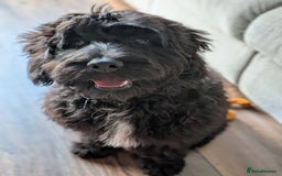 Cockapoo dogs for sale: Cockapoo male 8 months old - Advert 1