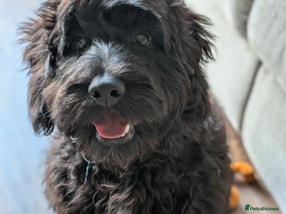 Cockapoo dogs for sale: Cockapoo male 8 months old - Advert 1