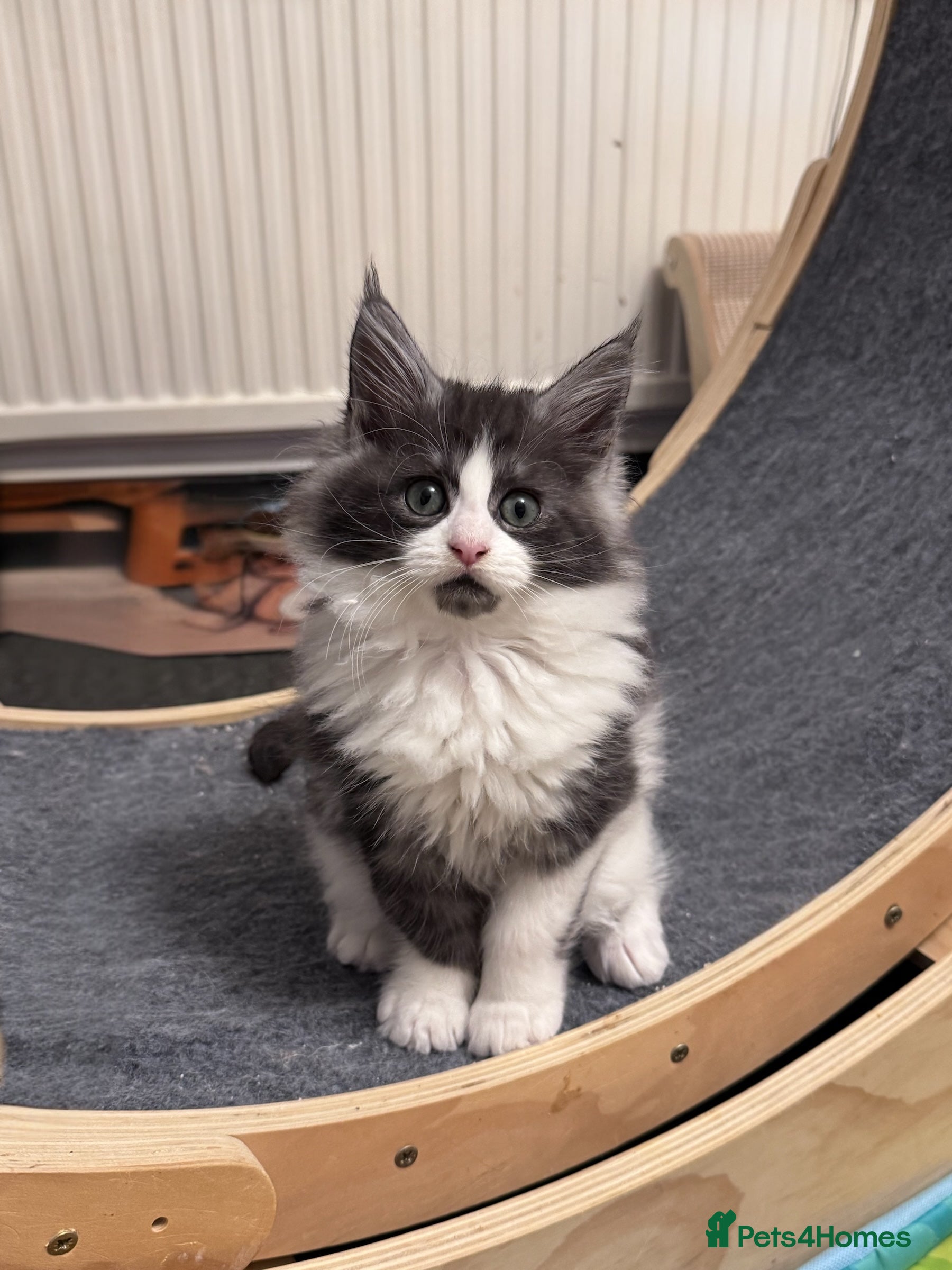 Maine Coon cats 🌟🌟Beautiful  Maine Coon kittens 🌟🌟🌟 - Advert 6