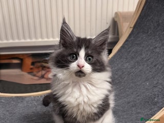 Maine Coon cats 🌟🌟Beautiful Maine Coon kittens 🌟🌟🌟 - Advert 6