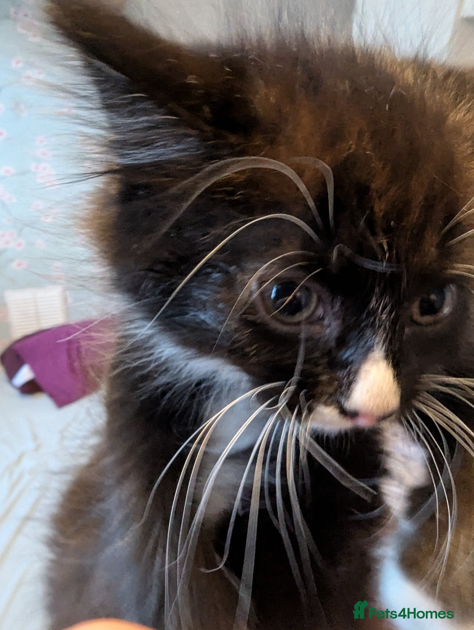 Mixed Breed cats Adorable fluffy kitten last in litter - Advert 2