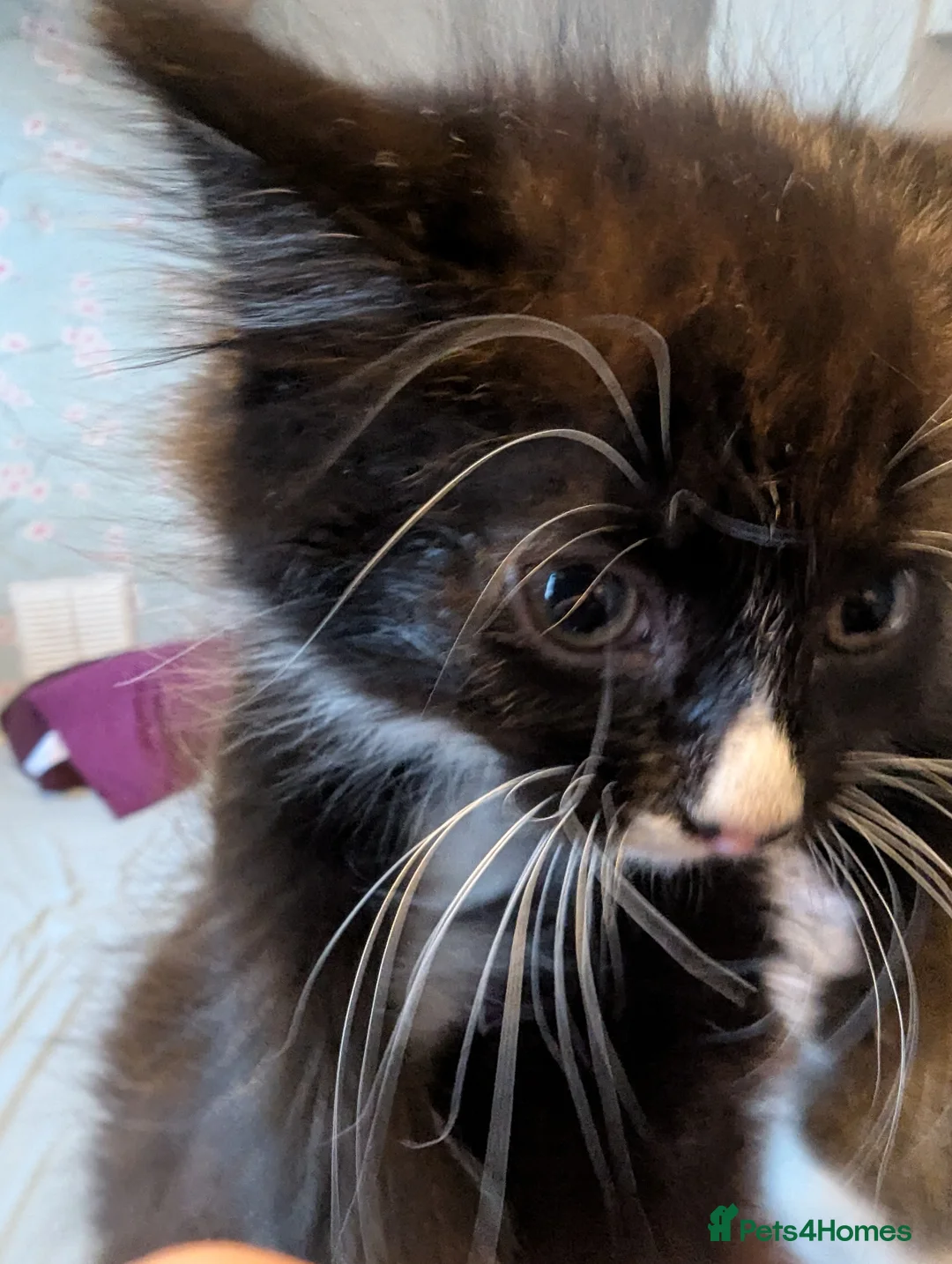 Mixed Breed cats for sale: Adorable fluffy kitten last in litter - Advert 1
