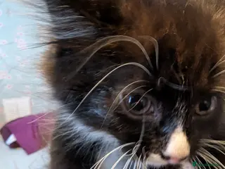 Mixed Breed cats Adorable fluffy kitten last in litter - Advert 1