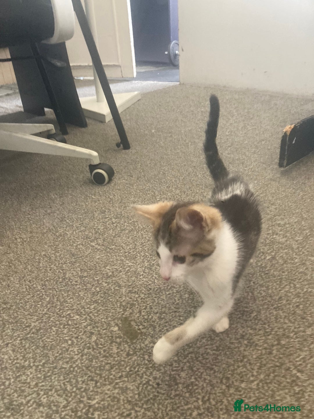 European cats for sale: 2 Adorable Kittens ready for their forever homes  - Image 9