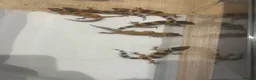 Gecko reptiles for sale: Baby leopard geckos for sale   - Advert 1