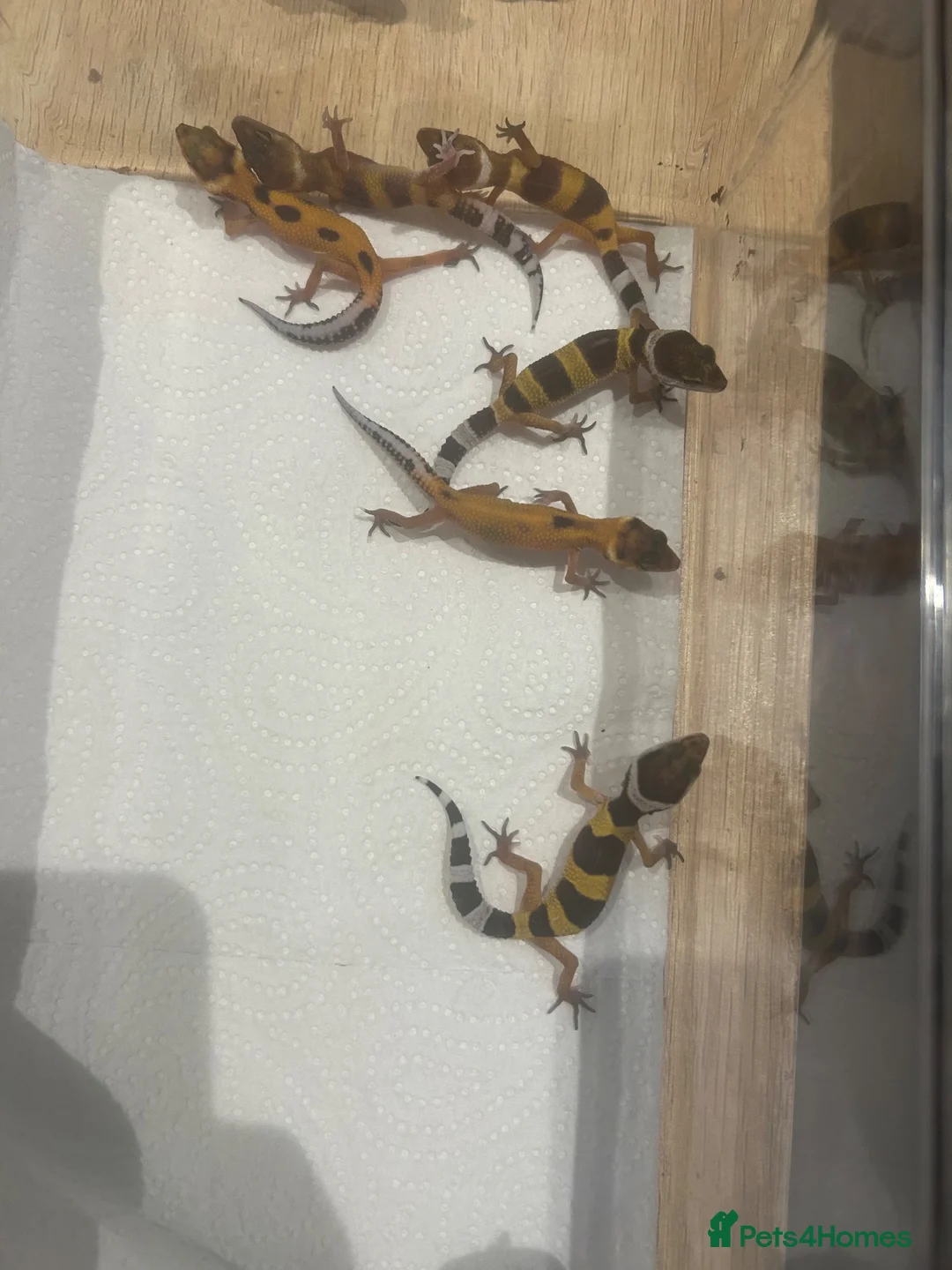 Gecko reptiles for sale: Baby leopard geckos for sale   - Advert 1