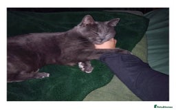 British Shorthair cats for sale: Kittens for sale  - Advert 2