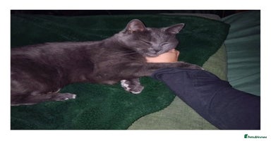 British Shorthair cats Kittens for sale  - Advert 4