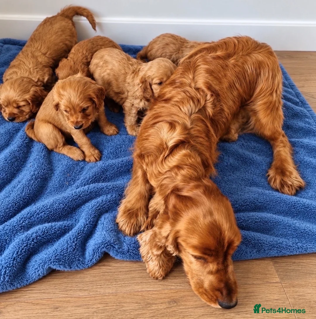 Cocker Spaniel dogs for sale: Golden cocker spaniel pups in Enniskillen - Advert 4