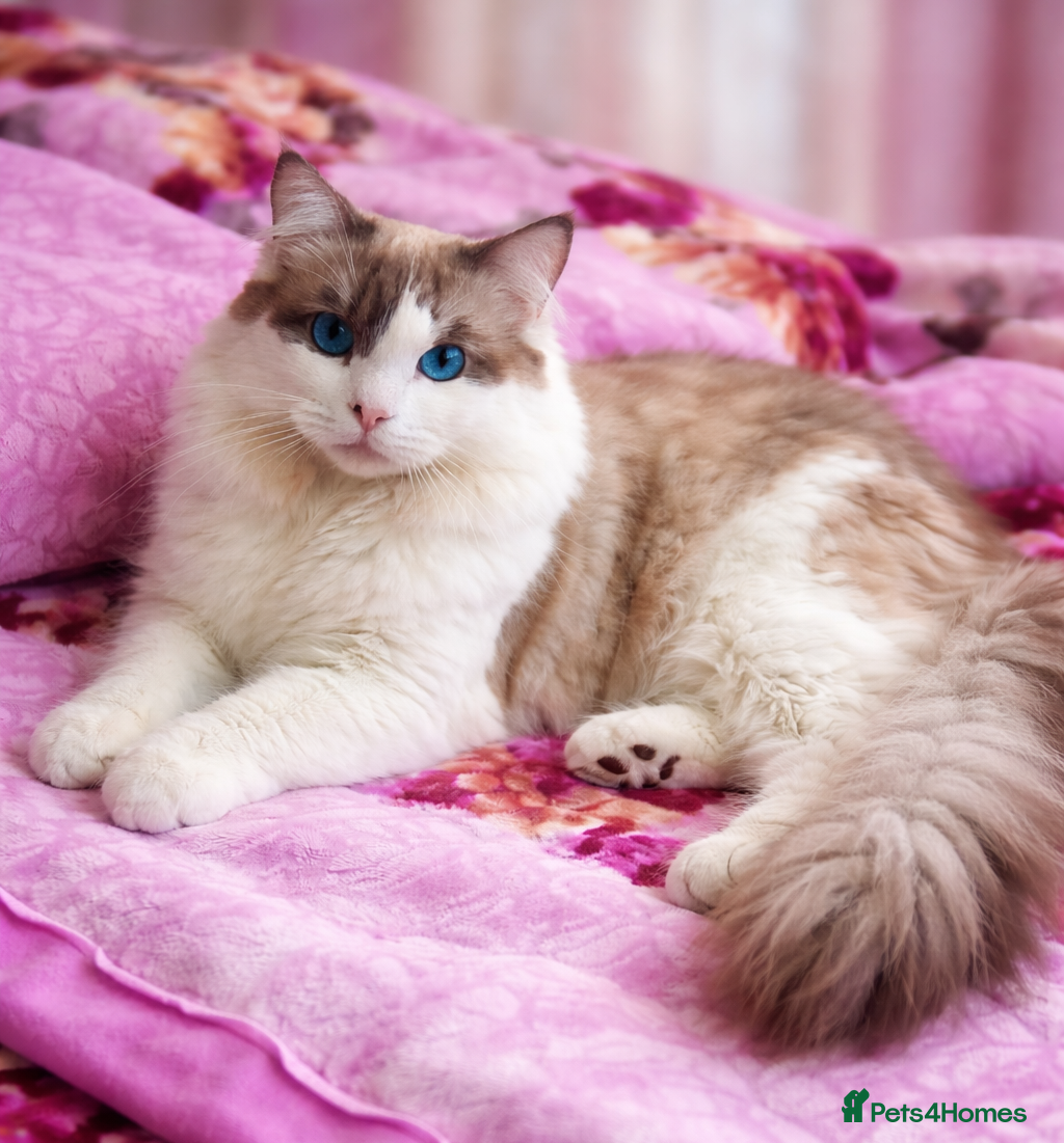 Ragdoll cats Ragdoll for Stud - Advert 19
